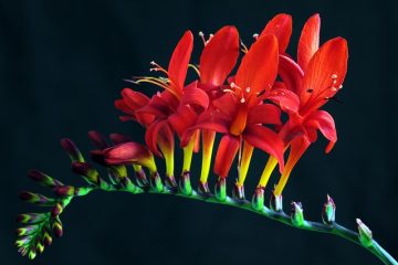 Comment planter des bulbes de Crocosmia Lucifer.