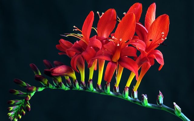 Comment planter des bulbes de Crocosmia Lucifer.