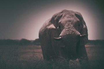 Comment Planter Soins pour les oreilles d'éléphant de mammouths