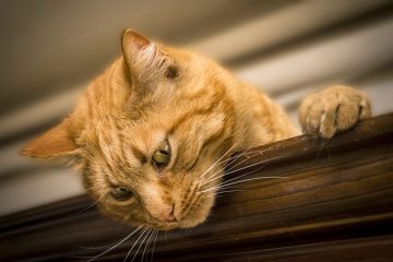 Comment présenter un chiot labrador aux chats