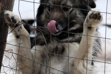 Comment réparer une clôture pour qu'un chien ne puisse pas sauter par-dessus.