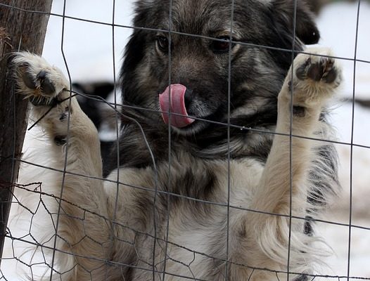 Comment réparer une clôture pour qu'un chien ne puisse pas sauter par-dessus.