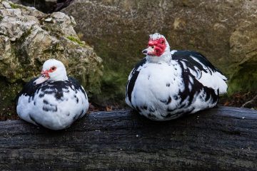 Comment se débarrasser d'une verrues sur votre jambe