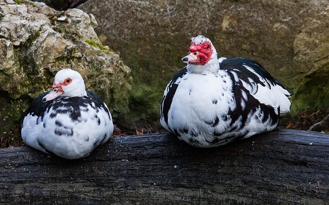 Comment se débarrasser d'une verrues sur votre jambe