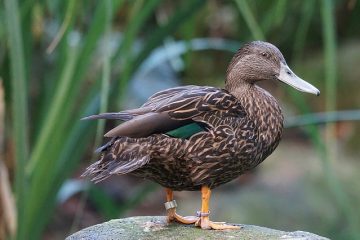 Comment se débarrasser naturellement des oxyures d'épinette