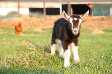 Comment soigner les bébés chèvres porcines
