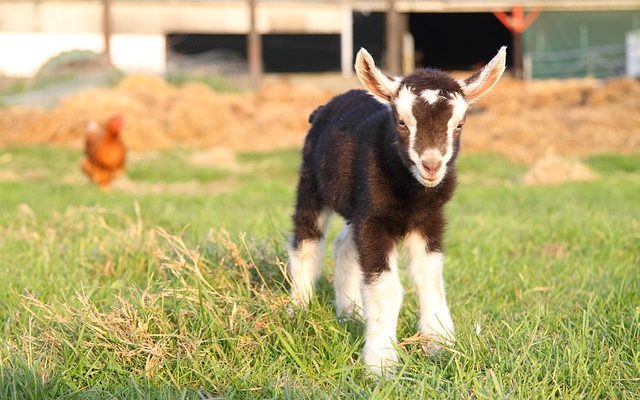Comment soigner les bébés chèvres porcines