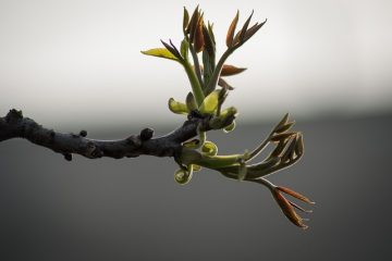 Comment tailler la cime des bouleaux