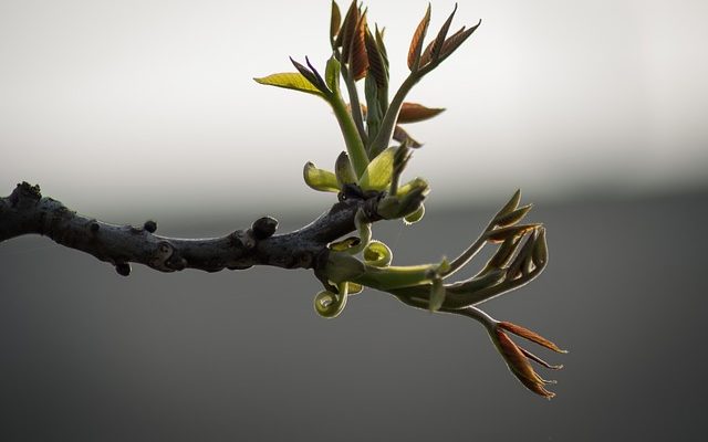 Comment tailler la cime des bouleaux