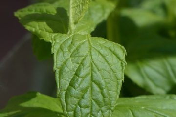 Comment tailler les plantes de menthe