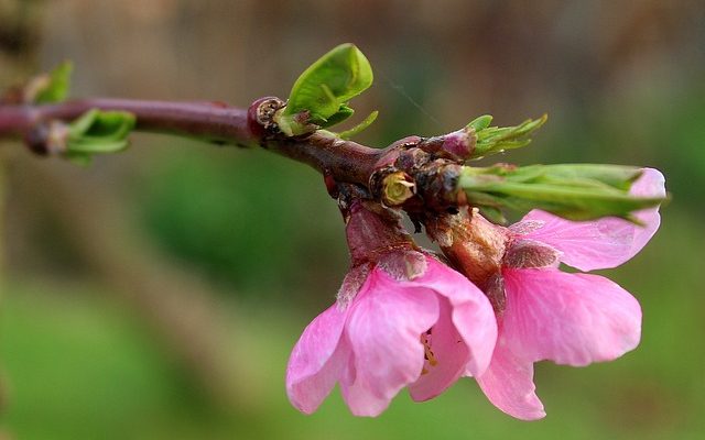 Comment tailler un arbre d'argent