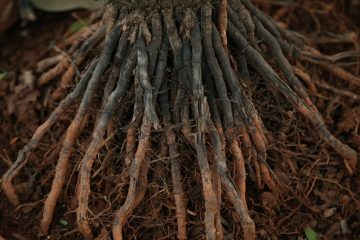 Conseils pour l'enlèvement des racines des arbres