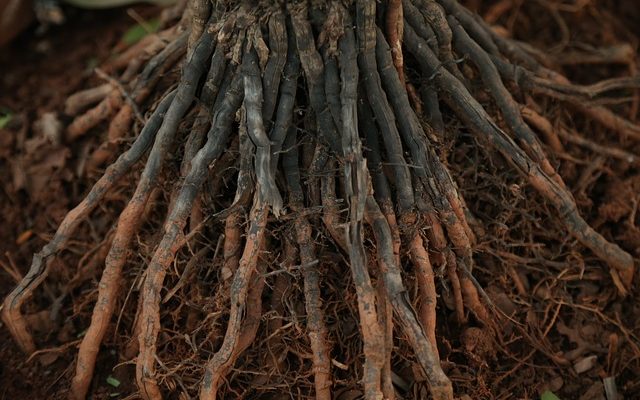 Conseils pour l'enlèvement des racines des arbres