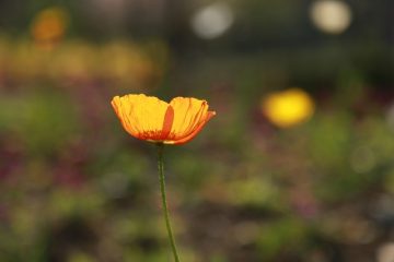 Faits sur le coquelicot pour les enfants