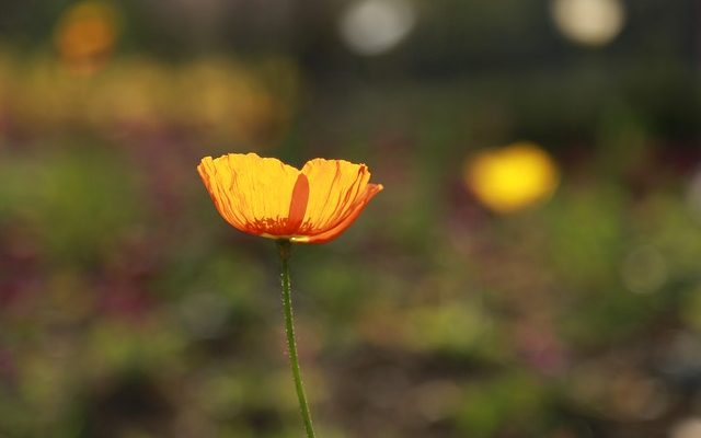 Faits sur le coquelicot pour les enfants