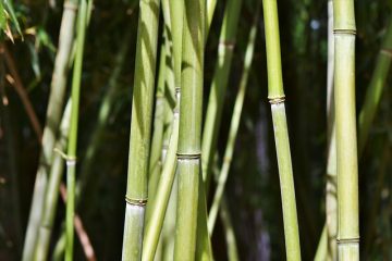 Faits sur les plantes de plancher de forêt pluviale