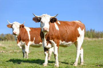 La différence entre A1 et A2 Milk.