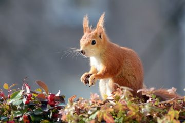 La façon d'empêcher les écureuils de mâcher ma terrasse en bois.