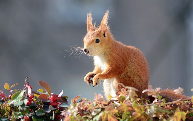 La façon d'empêcher les écureuils de mâcher ma terrasse en bois.