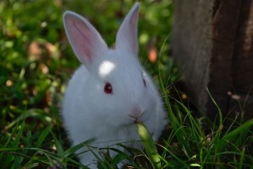 Le cycle de vie d'un lapin