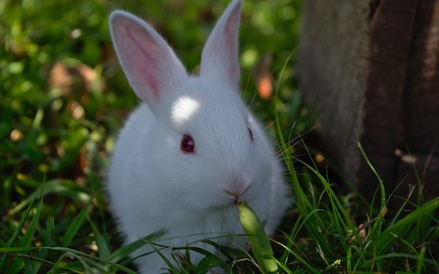 Le cycle de vie d'un lapin