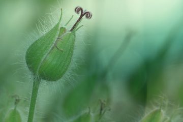 Le cycle de vie d'une plante éphémère