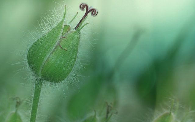 Le cycle de vie d'une plante éphémère