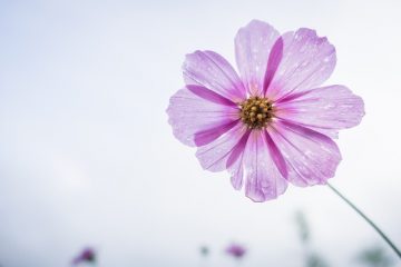 Les droits légaux des bénéficiaires de testaments