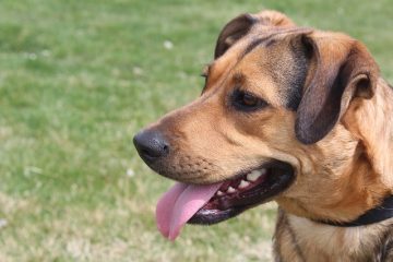 Les meilleurs aliments pour chiens pour un chien d'arrêt allemand à poil court