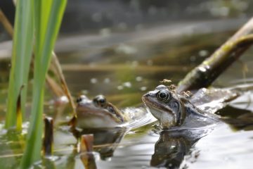 Lutte contre les moustiques dans les étangs et les fontaines