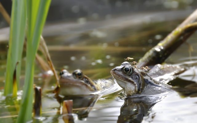 Lutte contre les moustiques dans les étangs et les fontaines