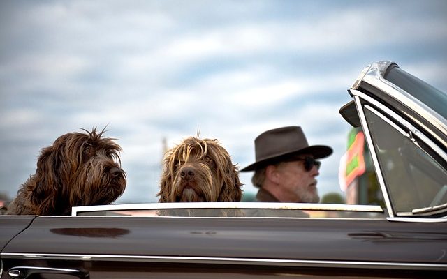 Médicaments contre le mal des transports pour chiens