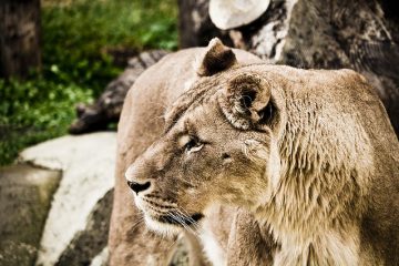 Mises à jour faciles pour cheveux fins