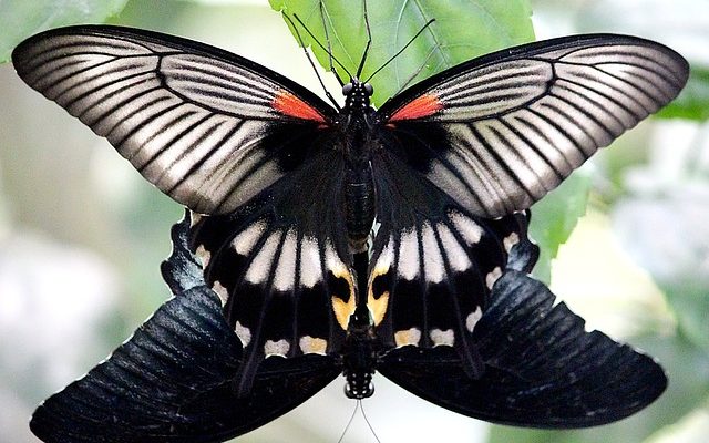 Oeufs d'insectes rouges sur un chêne