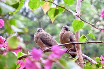 Perchoirs d'oiseaux faits maison à partir de branches d'arbres