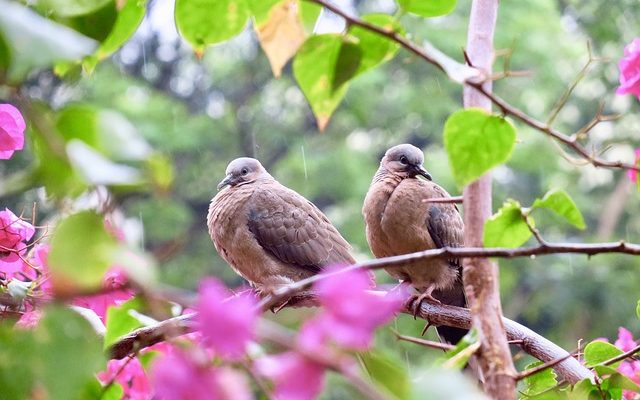 Perchoirs d'oiseaux faits maison à partir de branches d'arbres