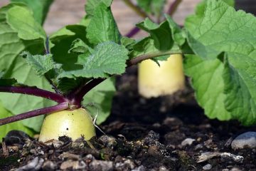 Petites idées de terrasses de jardin