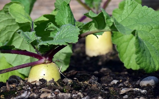 Petites idées de terrasses de jardin