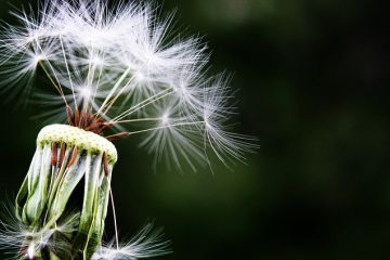 Pine tree pollen allergies