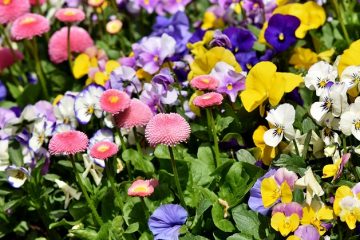 Plantes fleuries pour un balcon ombragé