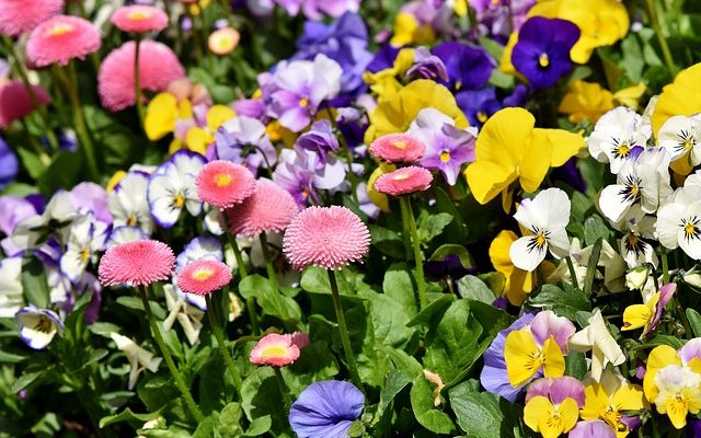 Plantes fleuries pour un balcon ombragé