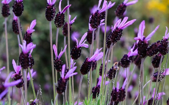 Plantes indigènes espagnoles