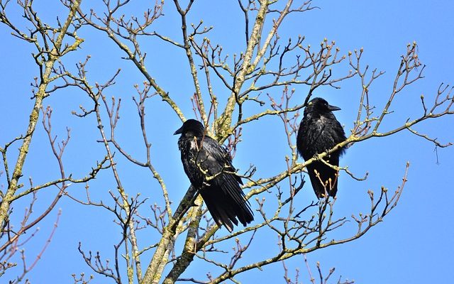 Pucerons sur les haies de troène