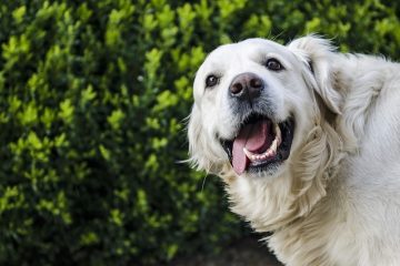 Que puis-je faire pour mon chien qui a mal aux dents ?