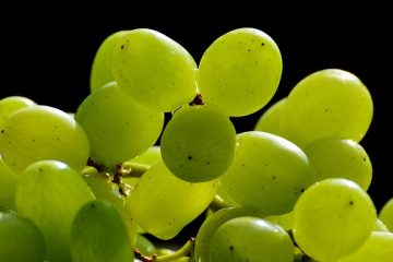 Quel mois les raisins mûrissent ?