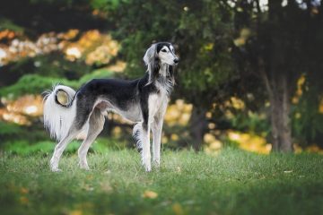 Quelle est la différence entre un Whippet un Greyhound ?