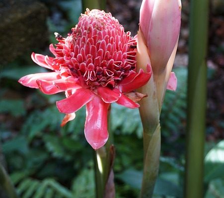 Quelle est la taille des dahlias ?