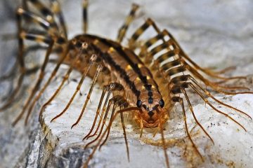 Quels animaux de la forêt tropicale sont des charognards ?