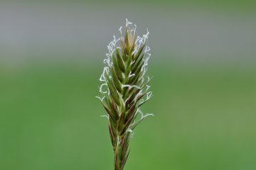 Quels sont les dangers de l'agropyre ?