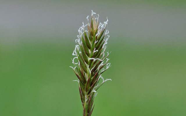 Quels sont les dangers de l'agropyre ?